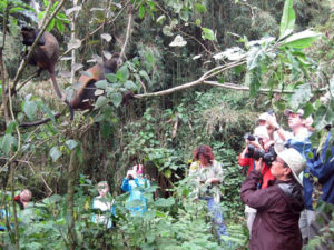 Gorilla trekking and Serengeti