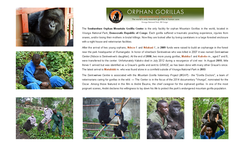 How To Sponsor and Adopt a Gorilla