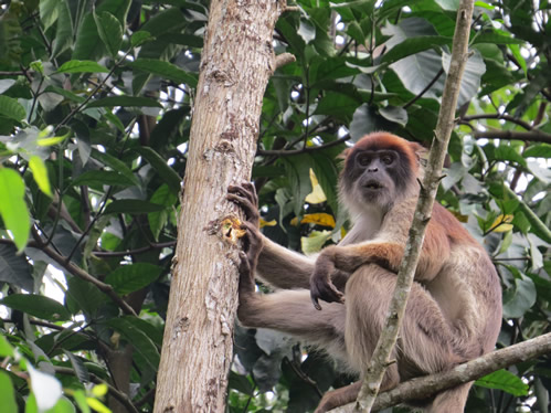 9 Days Uganda Safari Adventure