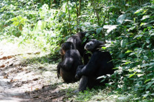 9 Days Uganda Safari Holiday