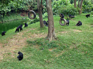 Entebbe zoo tour