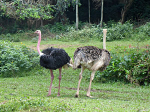Facts about Entebbe zoo