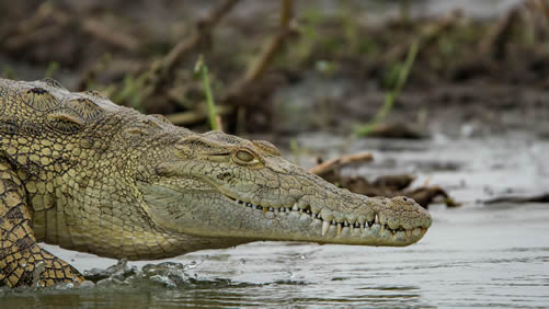 9 days Uganda Gorilla safari