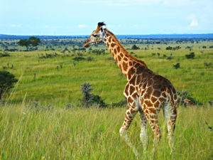 Nine days Uganda tour