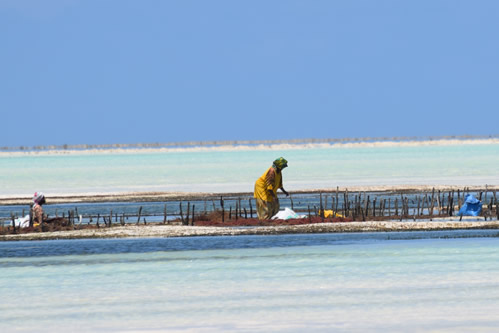Things to see in Zanzibar.