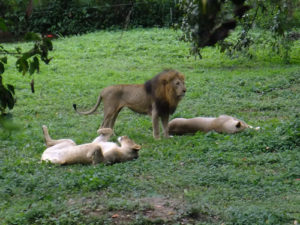 Visiting the Entebbe Zoo