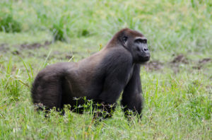 Western Lowland gorilla trekking