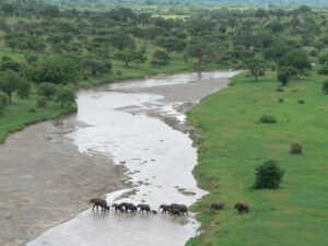 Elephants in Tarangire National Park