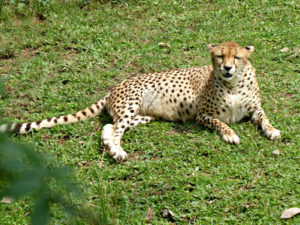Entebbe zoo visiting hours