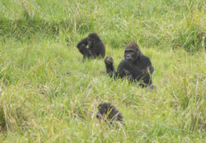 Facts about western lowland gorillas