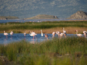 Flamingos in Lake Natron