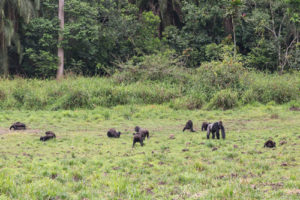 Information about Western lowland gorillas