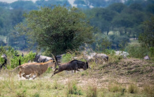 Lion hunting wildebeest in Serengeti National park