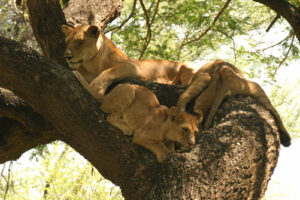 Tree Climbing Lions in Lake Manyara national park