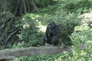Western Lowland Gorilla behavior