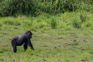 Western lowland gorilla tracking