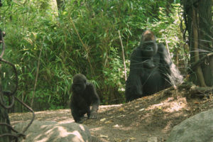 Western lowland gorilla diet