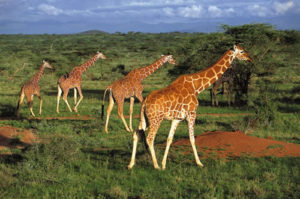 Best places to visit in Kenya