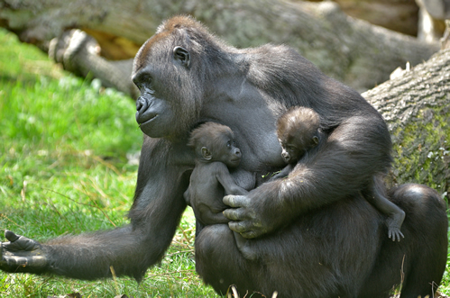 Gorilla Courtship and Reproduction