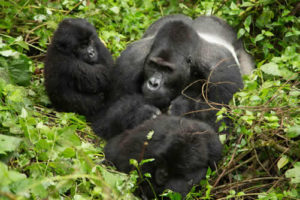 Gorilla species