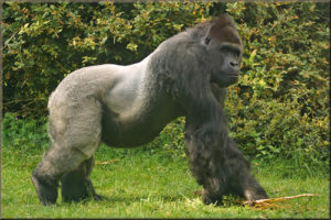 Gorilla types