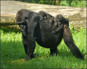 Main types of gorillas