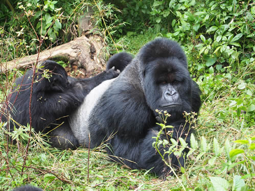 Mating and reproduction in gorillas