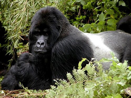 Silverback Gorilla Mating