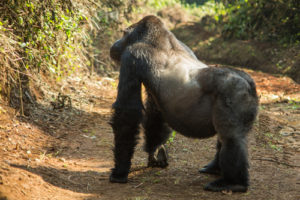 Subspecies of gorillas