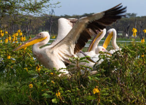 Touring Kenya