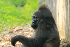 Types of gorillas in Africa