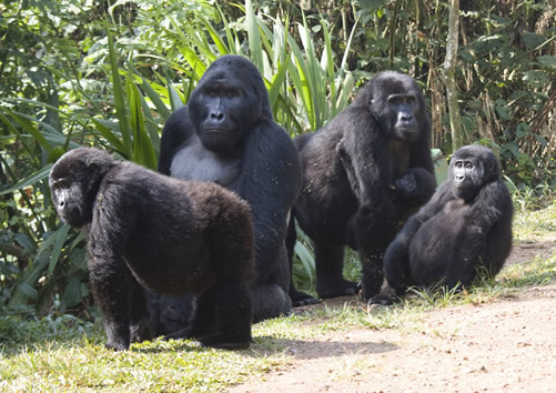 Species of Gorillas in Africa