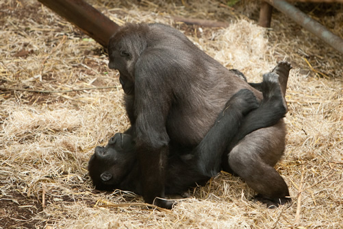 Western Lowland Gorilla Mating