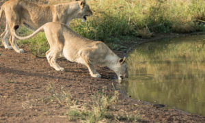 2 Days Akagera National Park Wildlife Safari