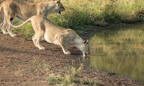 2 Days Akagera National Park Wildlife Safari