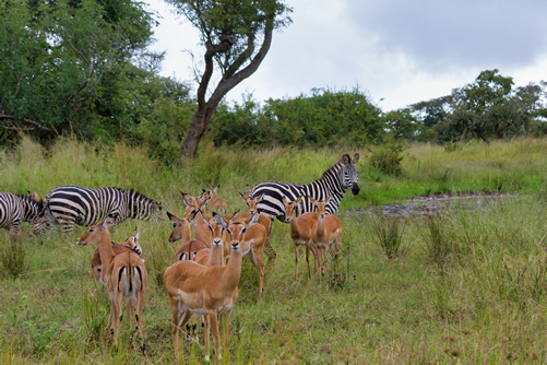 2 days Akagera National Park safari