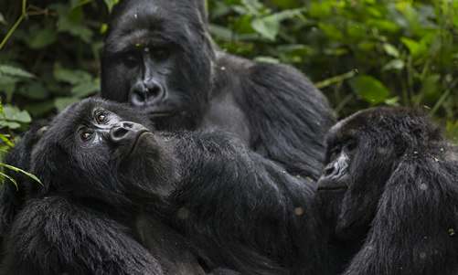 2 Days Congo Gorilla Tour – Starting From Kigali or Goma