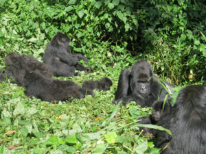 2 days Congo gorilla tour