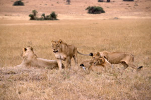 2 days Rwanda safari