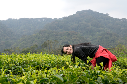 3 Days Chimpanzee Tracking in Nyungwe Foest