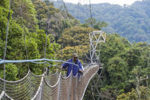 3 Days Chimpanzee Trekking in Nyungwe