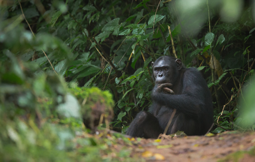 3 day Nyungwe National Park Safari