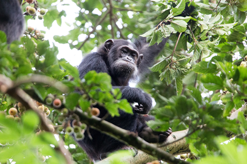 3 Days Chimpanzee Trekking in Nyungwe National Park