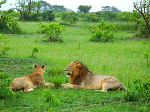 5 days murchison falls national park safari