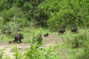 5 days Queen Elizabeth National Park tour