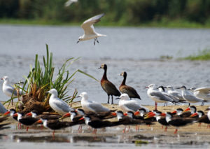 5 days safari in Murchison Falls National Park