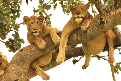 5 Days Queen Elizabeth National Park Safari