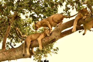 5 day tour of Queen Elizabeth National Park