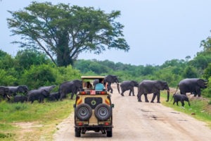 6 day Uganda safari