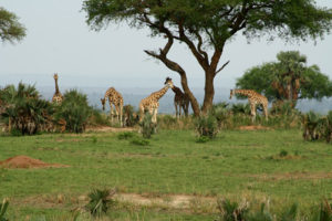 6 days safari in Uganda